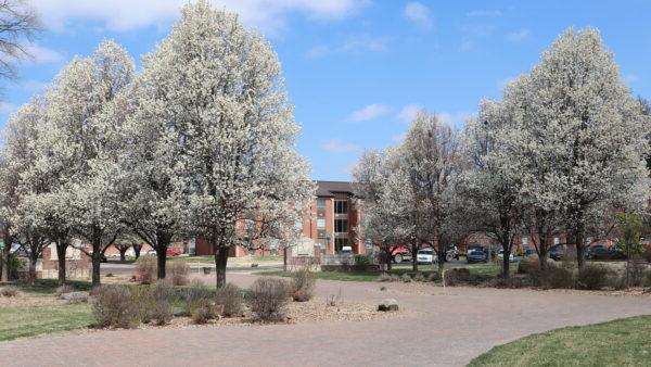Flowering trees on campus